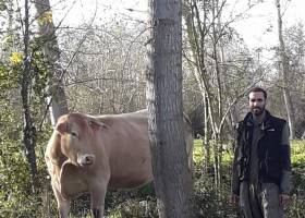 Christophe et ses vaches au coeur de la Venise Verte