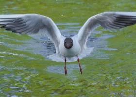 Entre Alpilles, Crau et Camargue, initiation aux oiseaux d'hiver - Escursia