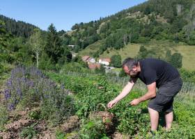 Les herbes du Valtin © Benoit Facchi / PNRBV