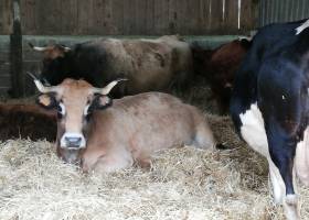 Ferme du GAEC Le Bourhis