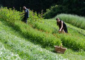 Plantes & Potions © Benoit Facchi / PNRBV