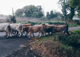 Vaches allaitantes de la Ferme des Landes celtes