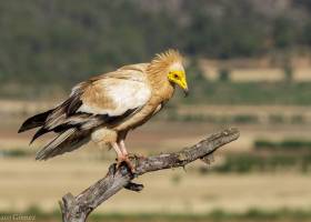 Au pays des grands rapaces - Escursia