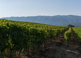 Vignoble Domaine Allois