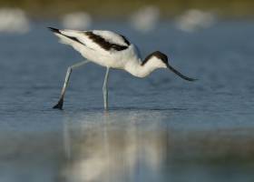 Avocette