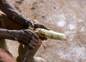 Manioc