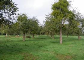 Jus de pomme Marque Valeurs Parc naturel régional de l'Avesnois