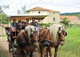 Attelage avec 2 chevaux comtois - Parc naturel régional Livradois-Forez - La Ferme du pré fleuri