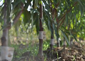 Clos des arbres©PNRLAT