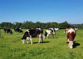 Prairie Ferme aux charmes Solre-le-Château