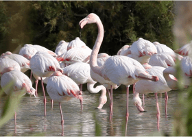 Parc ornithologique de Pont de Gau - flamants roses