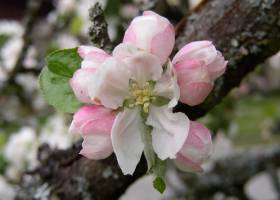 Fleur de pommier - Pommes de Pyrène