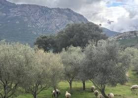 Exploitation oléicole - Huile d'Olive AOP
