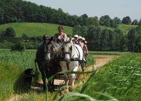 Percherons de l'Absoudière © Jean-Léo Dugast / PNP Perche