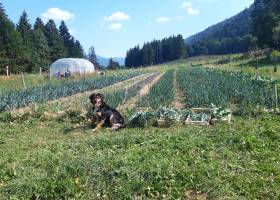 Vergers des Cimes, maraîchage