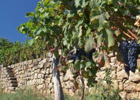 Photo vignoble / PNRMA