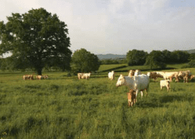 © Franck Paquerieud / Parc naturel régional du Morvan