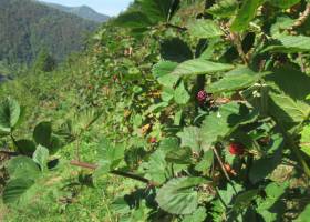 Les sorbets d'Ariège