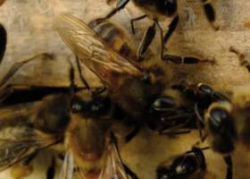 Abeilles dans ruches du Marais poitevin