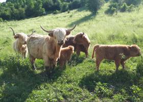 Les Highlands Cattle du Pré Gaillard