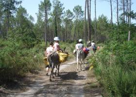 Balade avec un âne Landes de Gascogne