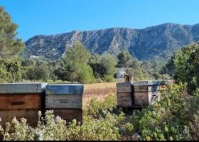 Rucher des Alpilles - Miel