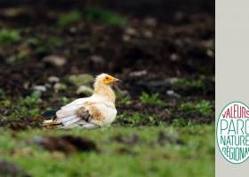 birdwatching