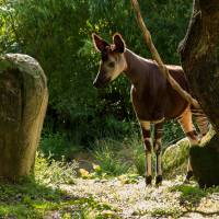 Bioparc ©Pierre CHABOT