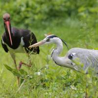 Héron cendré et cigogne noire