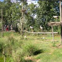 Visite du parc ornithlogique du Marais poitevin