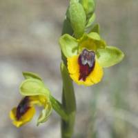 Ophrys jaune / Parc des Causses du Quercy