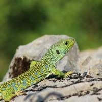 Lézard ocellé/ Parc des Causses du Quercy