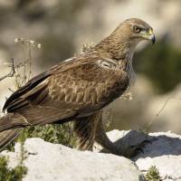 Aigle de Bonelli © J-C. Tempier