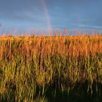 Arc en ciel en Camargue © Cécile Birard