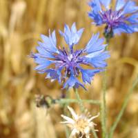 Bleuet des champs © L. Benard / PNRP