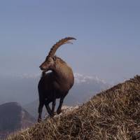 Bouquetin © Fonds médiathèque du PNR Vercors