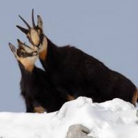 Chamois en hiver © PNRMB/Marc Cornillon