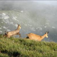 Chamois au petit matin © PNRMB/Marc Cornillon