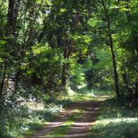 Chemin en forêt des Trois Pignons © PNR Gâtinais - Stéphane PERERA/Alizari Images/CRIF