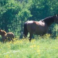 Chevaux © PNR Avesnois / Samuel Dhote