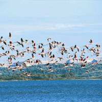 Flamants © PNR Narbonnaise en Méditerranée