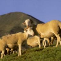 Tarasconnaises © PNR Pyrénées Ariégoises