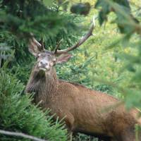 Cerf élaphe©Stephan Bobenrieth