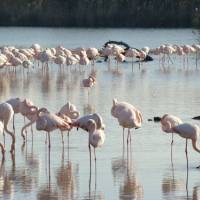 Flamants roses © FPNRF/OA