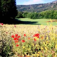 Fleurs des champs © Fonds médiathèque du PNR Vercors