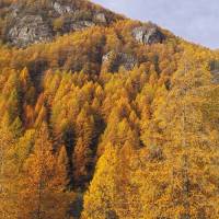 Forêt en automne © PNR Queyras