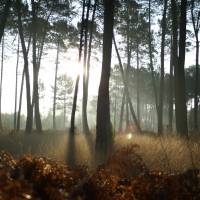 Forêt de pins maritimes © S. Carlier - PNRLG