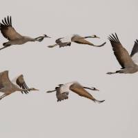 Grues cendrées - ©Christine Tomasson
