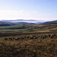 Hautes Chaumes du Forez  © PNR Livradois-Forez/JL Mavel