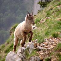 Jeune bouquetin © Fonds médiathèque photo du Vercors - Agnès Bayer